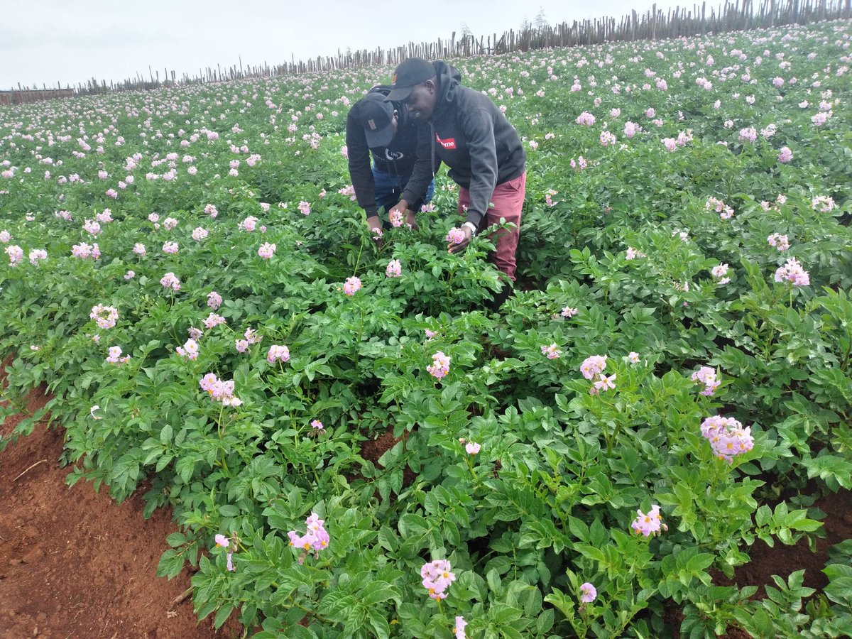 Good morning.
I agree the next Billionaires will be farmers.
And I will be one!!.

Farming is the most exciting and fulfilling Employment for the Youths.

Let's get to it.
#MboleaNiYara
#Twendeshambani
#Farmclinics