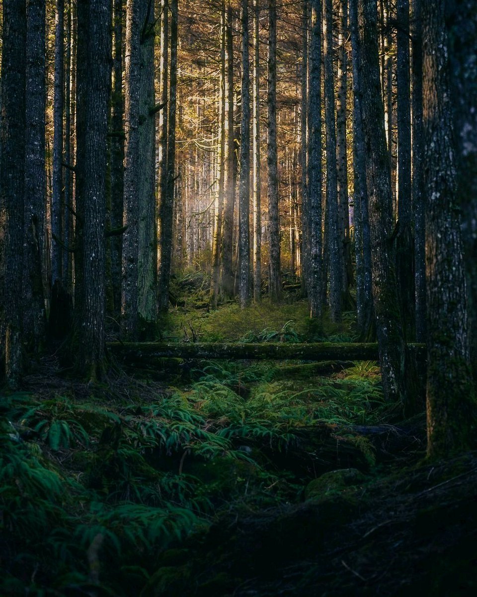 TomasWilliamsA's tweet photo. @the3rdtone Moody forest vibes 🌳 https://t.co/hXc0Kes23D