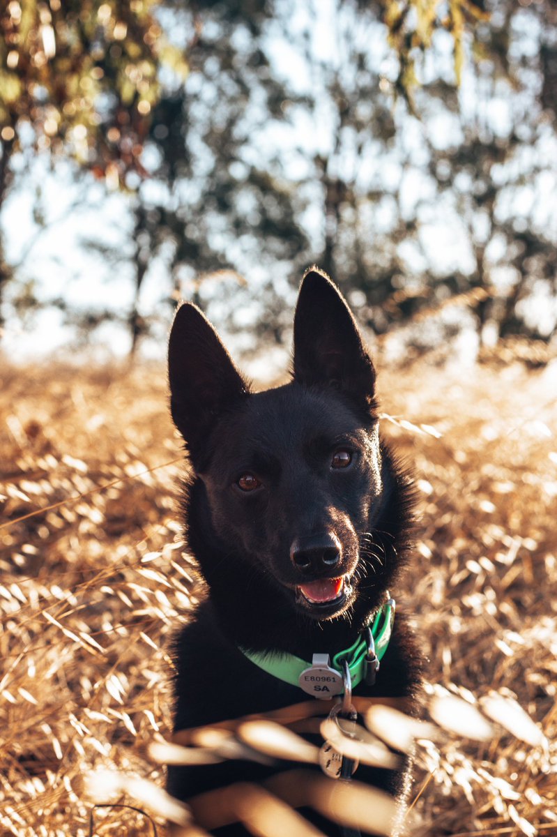 BOLT + COMET tweet media