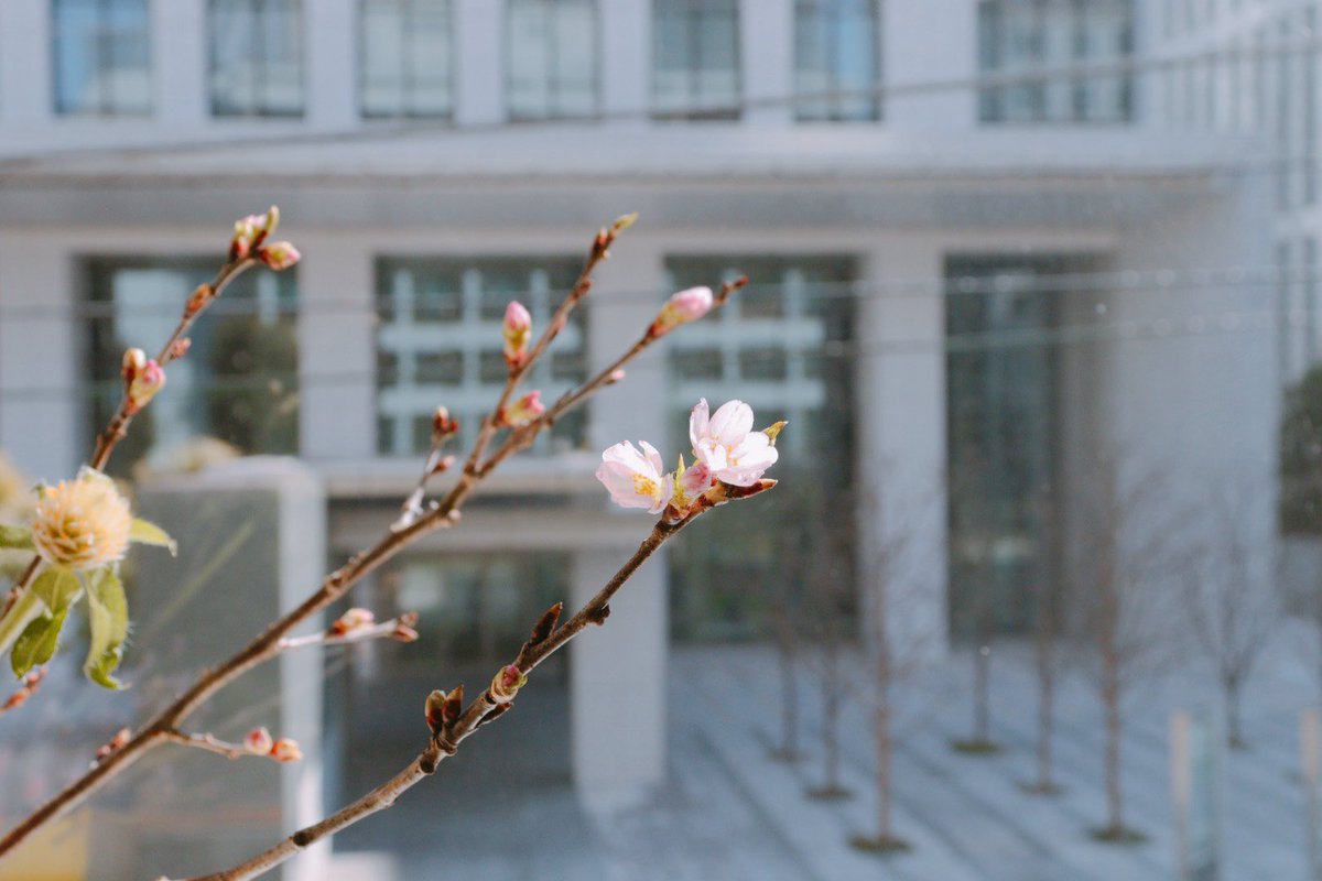 Nagatacho_GRiD's tweet photo. GRiDのエントランスと2階に
桜が咲き始めました！🌸

春の訪れを感じます

今日も10:00よりドロップイン利用いただけます。
気になることは気軽にDMまで🧑‍💻

@Nagatacho_GRiD https://t.co/eJ7DpffXUR