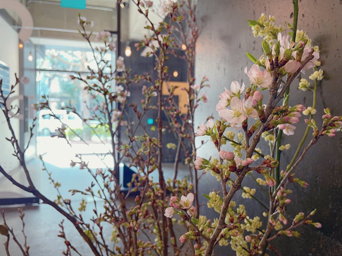 Nagatacho_GRiD's tweet photo. GRiDのエントランスと2階に
桜が咲き始めました！🌸

春の訪れを感じます

今日も10:00よりドロップイン利用いただけます。
気になることは気軽にDMまで🧑‍💻

@Nagatacho_GRiD https://t.co/eJ7DpffXUR