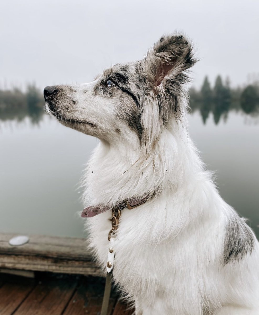 The mood of this photo is 🤌🏼

#DogTwitter #twitterdogcommunity #dogcommunity #twitterdogs #dogsoftwitter