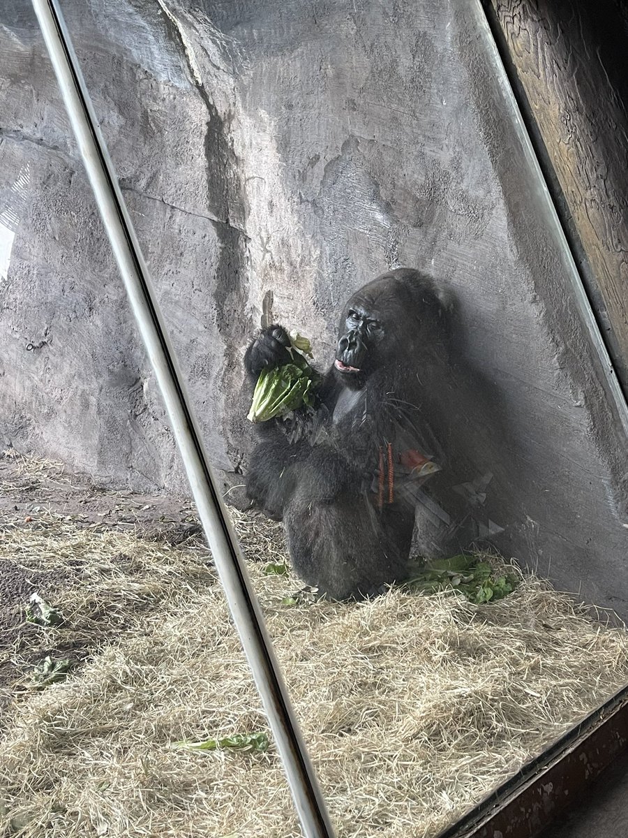brotherbear89's tweet photo. Gorillas love lettuce https://t.co/xz9y35lQMs