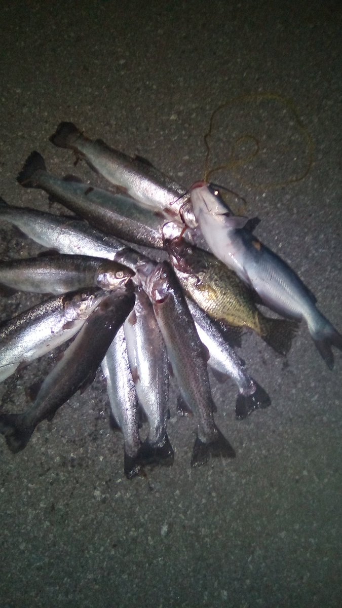 andrewmikels's tweet photo. Great time with Benny - A limit of trout, a cat and a crappie. #kyliving https://t.co/yk7xJd95cX