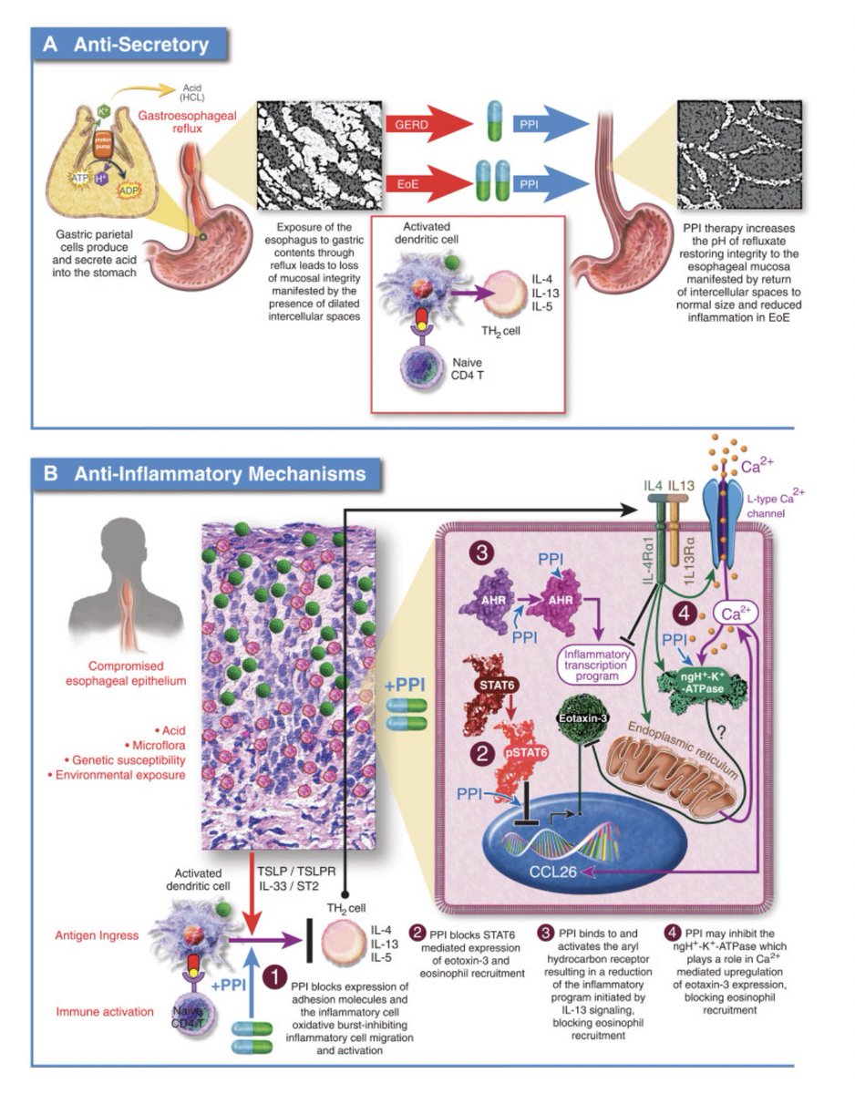 Rajitha D. Venkatesh MD MPH FAAP tweet media