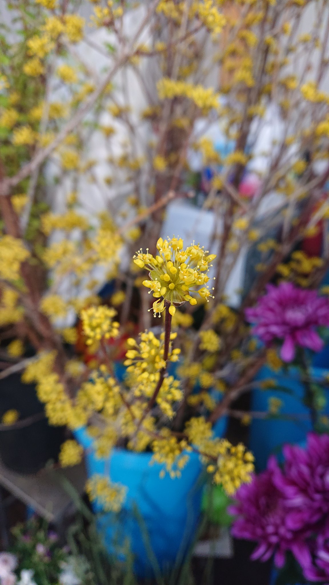 フラワーショップシンドー Yoko4lovedct Twitter