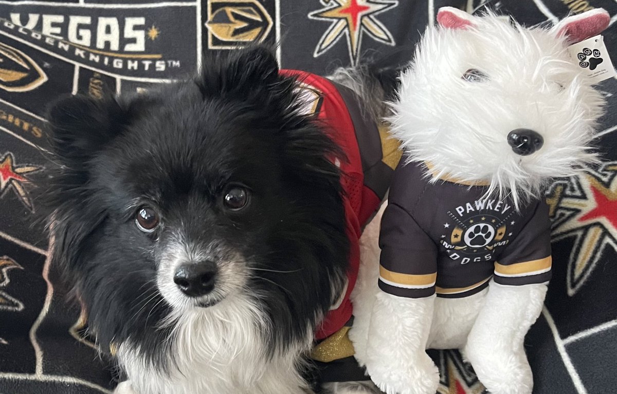 VGKPandaPup's tweet photo. Ok #VegasBorn, @BarkAndreFurry& I need those #3rdPeriodLuckyVGKNoseBoops!!!
#BoopTrain
#VGK9Krew
โค๏ธ๐ผ๐ถ https://t.co/tvTETcG0bC