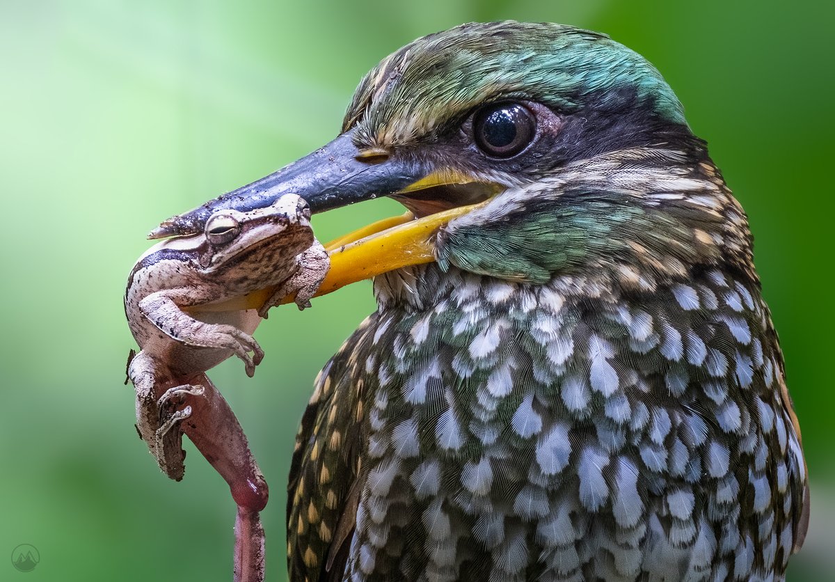 Peaceful GM everyone!

I love photographing wildlife especially avian. This is a female spotted wood kingfisher endemic to the Philippines with a tree frog prey.

Have a great day!

#wildlifephotography #birds #NFTartist #NFT