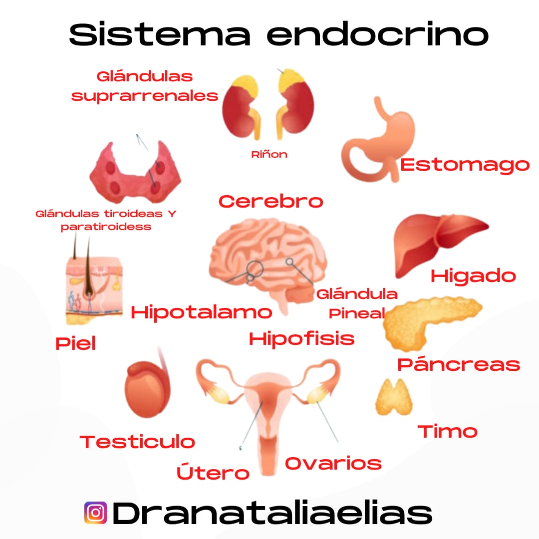 elias_dra's tweet photo. La endocrinología es el campo que estudia las enfermedades relacionadas con las hormonas como las muchas glándulas y tejidos que las producen.Los tejidos endocrinos incluyen entre otros la glándula suprarrenal, la hipófisis, tiroides. https://t.co/vIq3tfTZcS