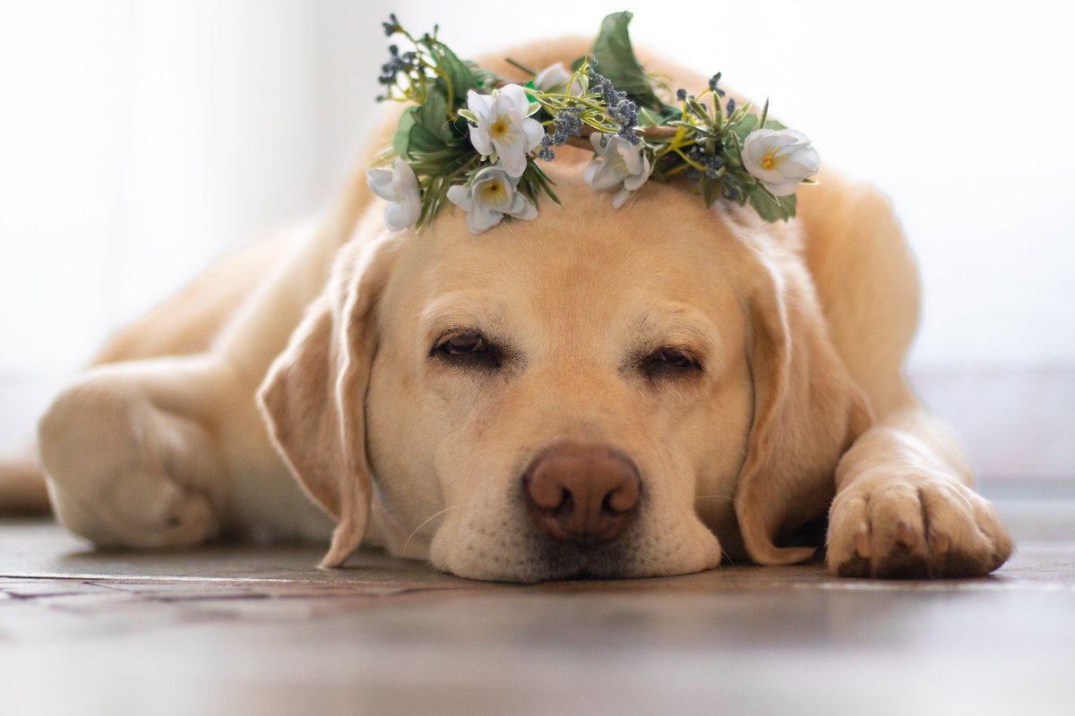 Wake me up when it's springtime 

#dogsoftwitter #dogtwitter #dogcommunity #dogtwittercommunity