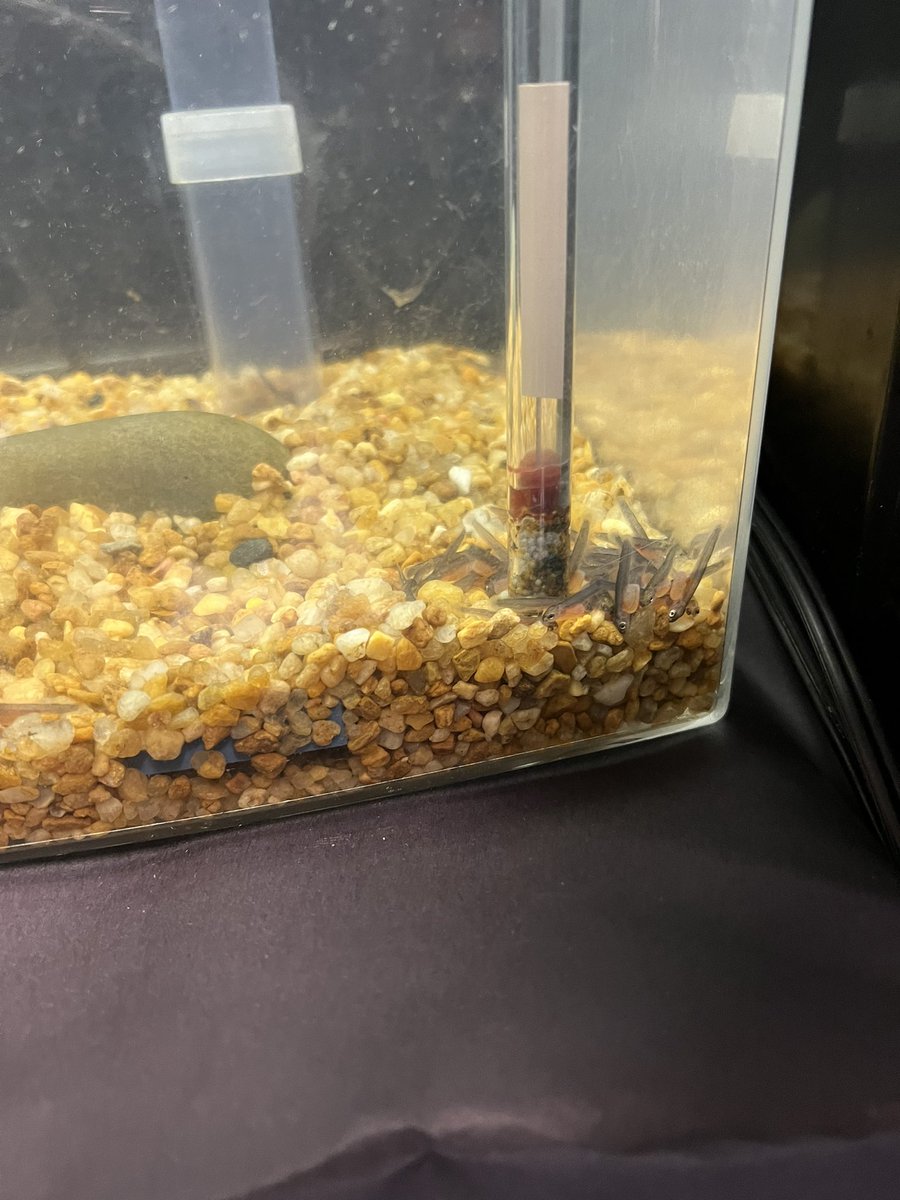 IamJanellM's tweet photo. Our 4th graders are learning all about life cycles of trout! It will end when they release them into a nearby river. #fish #science #eggsciting #kingsriver https://t.co/akig3kQNWA