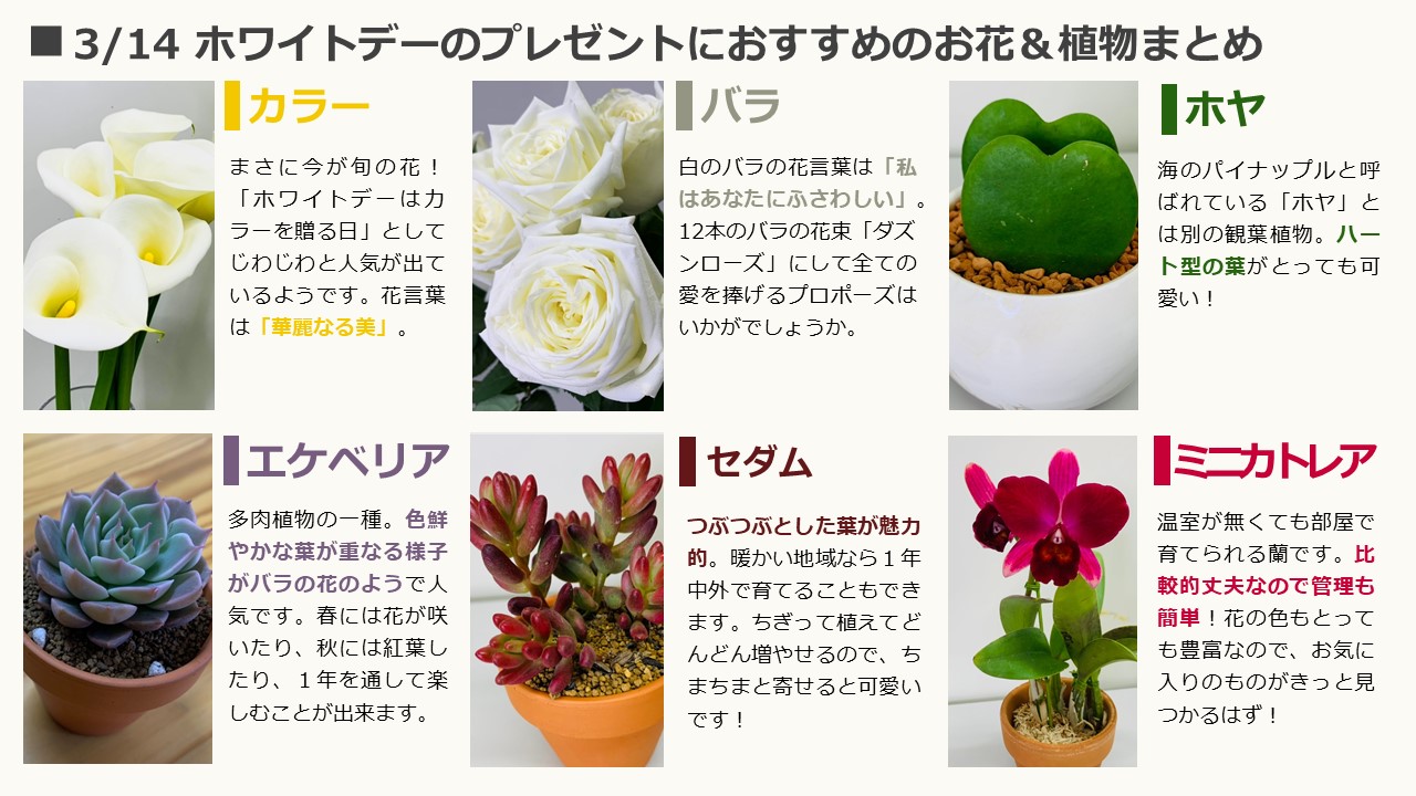 Twitter 上的 農林水産省 来週3月14日は ホワイトデー バレンタインデーのお返しにお花をプレゼントするのはいかがでしょうか 農林水産省のお花担当が プレゼントにおすすめのお花や観葉植物を教えてくれました ホワイトデー 花は自由なラブレター T