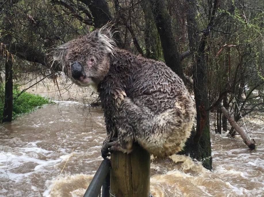 daria_kill's tweet image. #LismoreFloods #ScottyDoesNothing #VoteThemOut

Russell Latter/The Advertiser