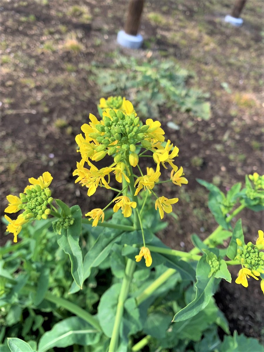 台東区公園課 Taito Park 隅田公園築山の滝桜 三春滝桜の子孫木 の足元に菜の花が咲いてました 春の訪れを感じさせますね ちなみにナノハナという種類の植物は存在しなく アブラナ科の黄色い花の総称なんです 台東区 隅田公園 菜の花