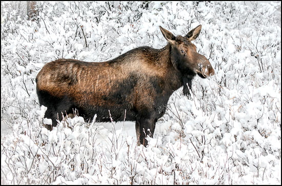 One of Julia's most beautiful pics. Her talent continues to inspire many of us. It's been 6 years since she departed. <a href="/VacayCanada/">Vacay.ca</a> 
vacay.ca/2014/11/how-to…