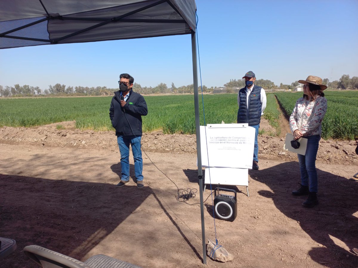 Hub_PACNorte's tweet image. Gracias al Ing. Sergio Gonzales de empresa Bionat, MC. Iván Alvarado de INIFAP, Dr. Fernando Escoboza, MC. Andrés González Ica UABC,  Ing. Nehemias Buitimea corrdinador Técnico de CIMMYT y Dr. José Luis Velasco Gerente de PAC CIMMYT por su participación en el evento día de campo.