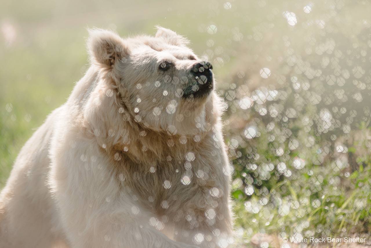 ifaw on Twitter: "Our team awarded an emergency grant to Save Wild’s