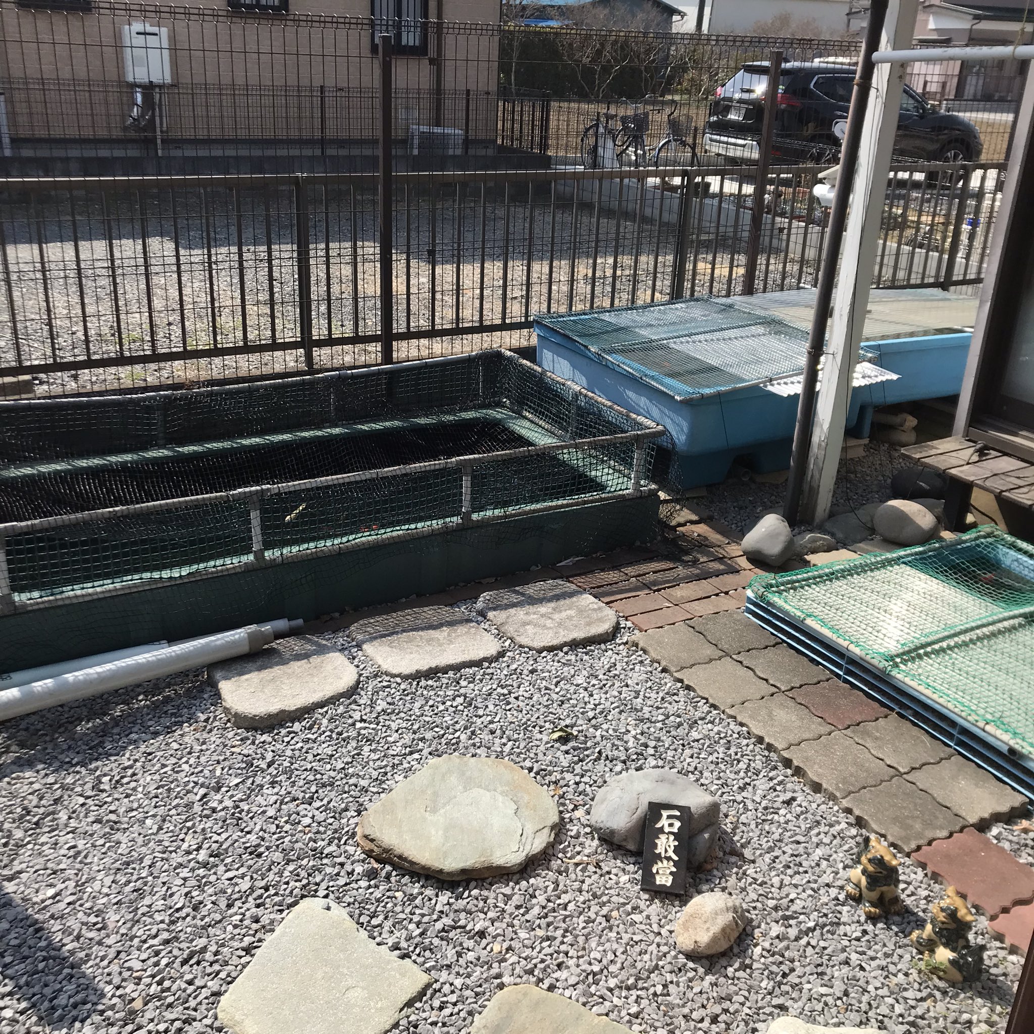 田邊忠史 田邊kin魚屋の 縁側 のんびりと 金魚を観ながらの プロテイン 美味しい すっかりと 春ですねー 金魚 春 T Co Umjriuifag Twitter