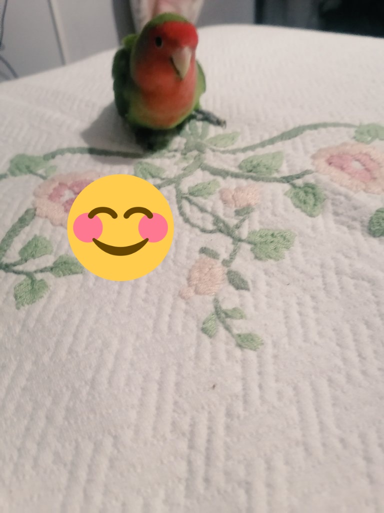 EnzaeSpillo's tweet photo. Io ho due uomini nella mia vita 😀Mio marito e lui.... 😆🐦🤩CHICO! #10Marzo #AnimalCrossing #anime #pappagallini #world https://t.co/2yBA9VsrC9