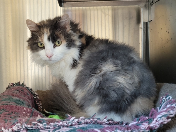 RT @AdoptCCAnimals: #Cat #Jenny_CCSTCA_19 gorgeous gal who knows what she likes  https://t.co/EUy7yjBoyk https://t.co/jwtCazoSPp