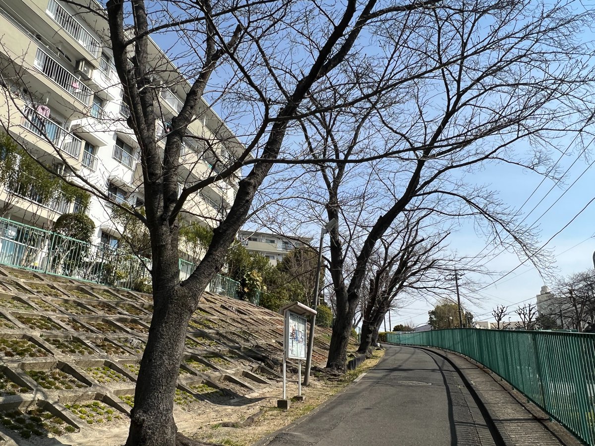 danchirooms's tweet photo. すすき野団地の桜の状況。
開花まであと１０日くらいかな～。

＃桜の開花予想　＃すすき野団地
＃横浜市青葉区　＃桜の名所　＃DOMALIFE https://t.co/8eXP8KsqJ6