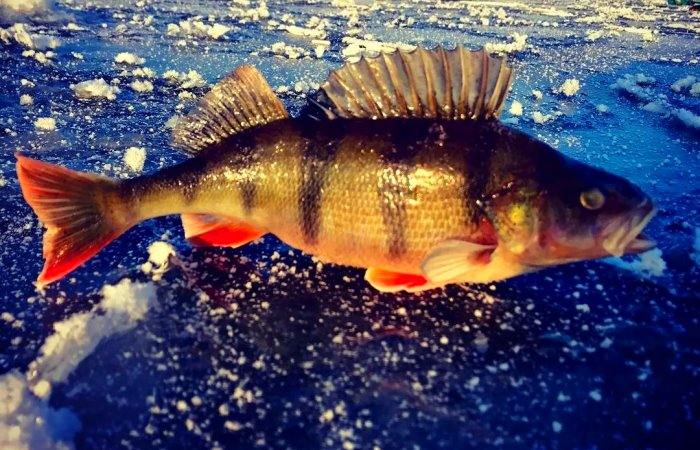 fishmanual's tweet photo. Ловля хищной рыбы в зимний период

https://t.co/Gvubpdny4T

#рыбалка #Фишмануал #хищнаярыба #ловляхищниказимой #какпойматьхищника https://t.co/hXirSV6nyG