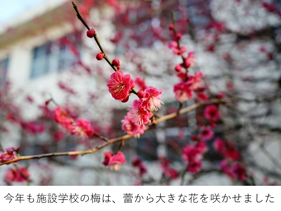 JGSDF__Katsuta's tweet photo. １１年前の今日も金曜日でした。
当時、施設学校も地震の被害に遭いながらも、茨城県隊区担当部隊として、様々な支援を実施しました。
復興支援ソングで「花は咲く」という歌があります。
歌詞では思い出と新しい生命の誕生がうたわれています。
我々も忘れることなく、前進します。 https://t.co/Yd6sctvm3j