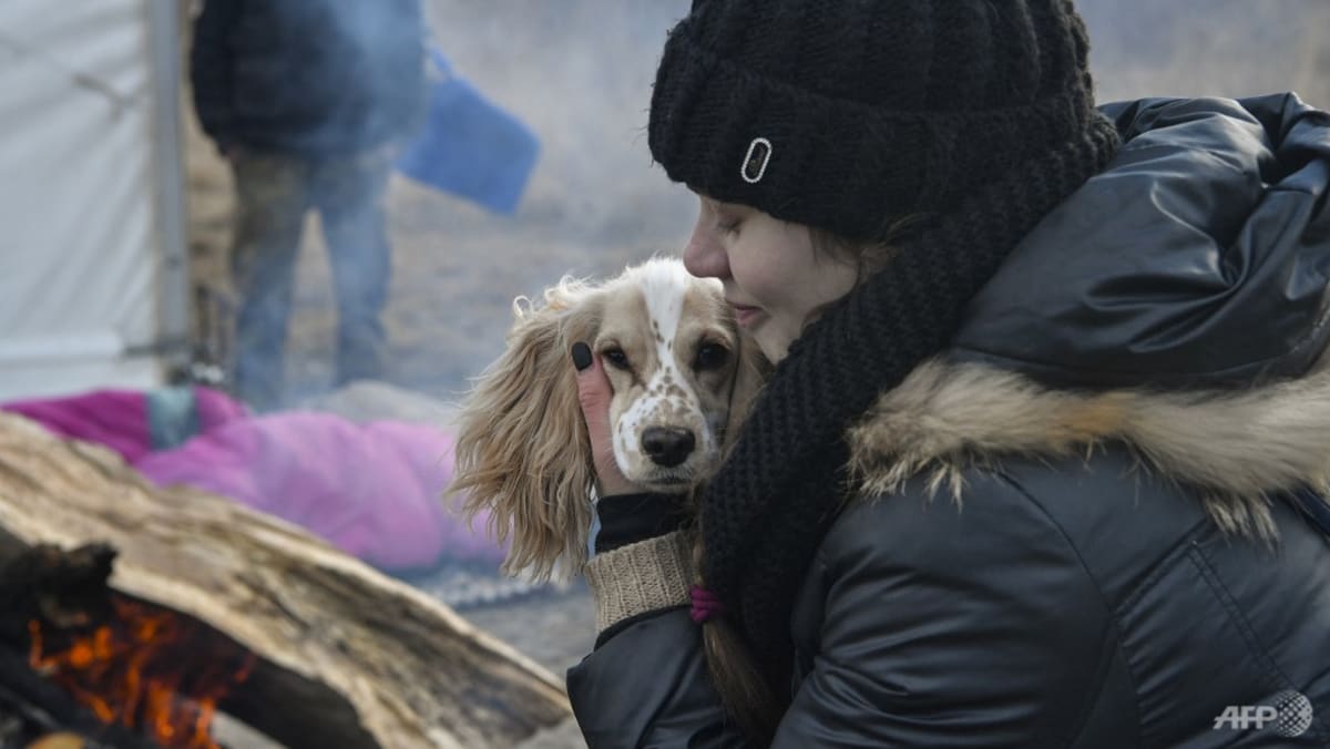 Пожарные собаки. Ситуашебекина эвакуированные с животными. Мчс спасение животных на воде. За животных. Запрашиваю эвакуацию.
