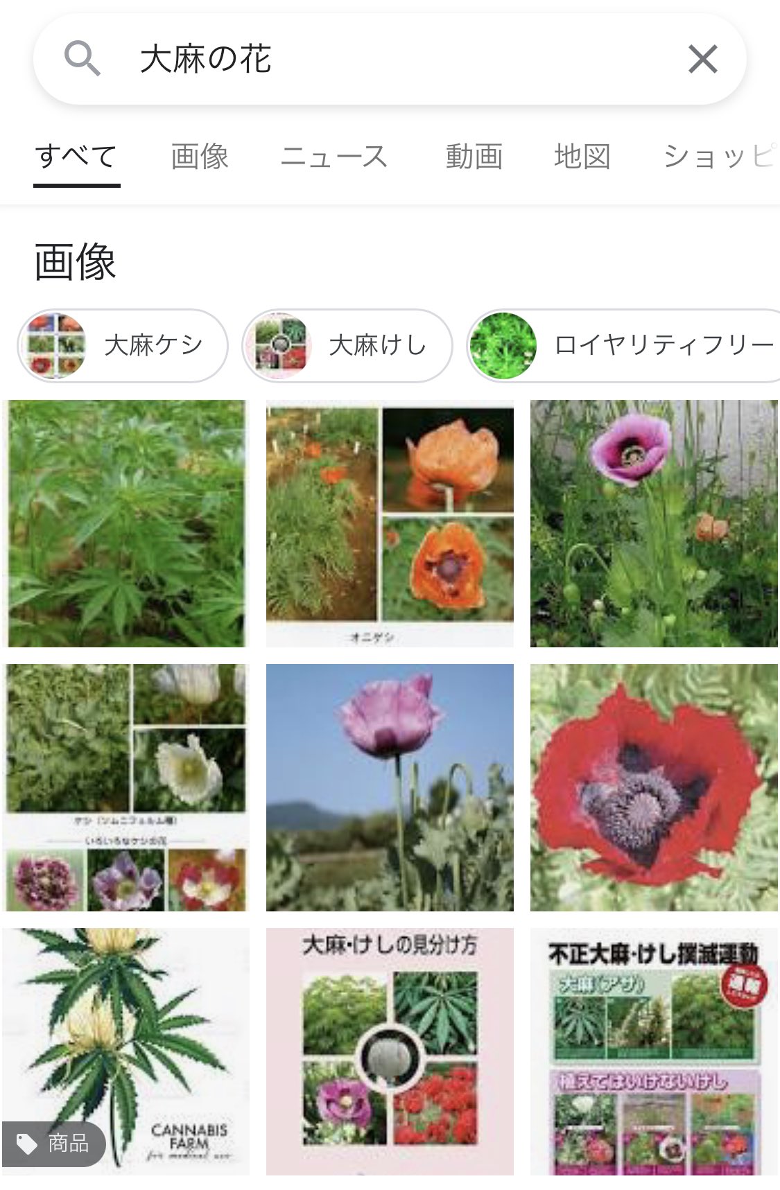 しをはら 大麻に咲く花ってなんか 白くてモワモワッとした 綺麗かどうかは各々の美的感覚に委ねられるな って感じの花ですけど 麻薬性植物として大麻とケシって一緒くたに語られがちなので 大麻の花 で検索すると ケシの花 がいっぱい出るなあ