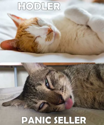 Quote RT with ur top #HODL 

 #Huobi1M #MemesOnlyDay