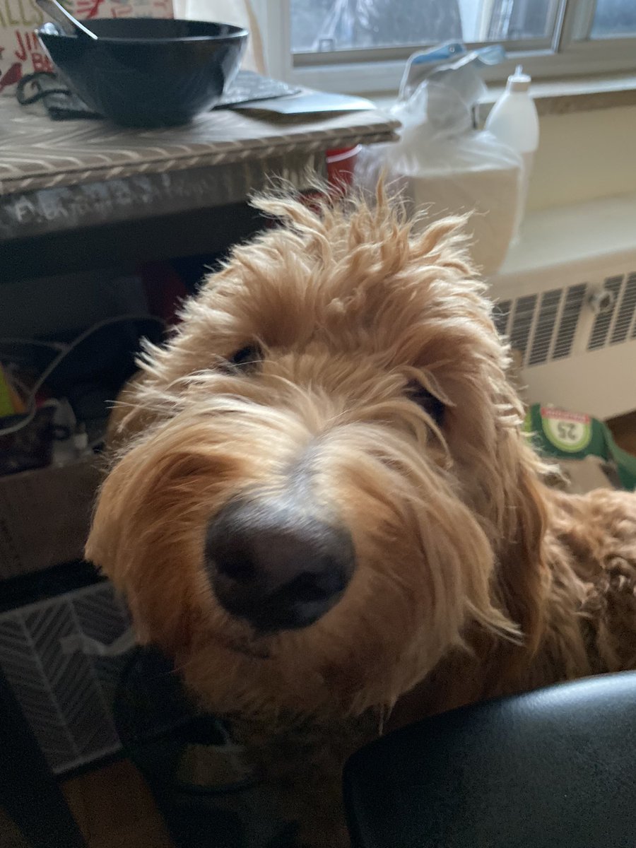 Danielle Toccalino, PhD tweet media