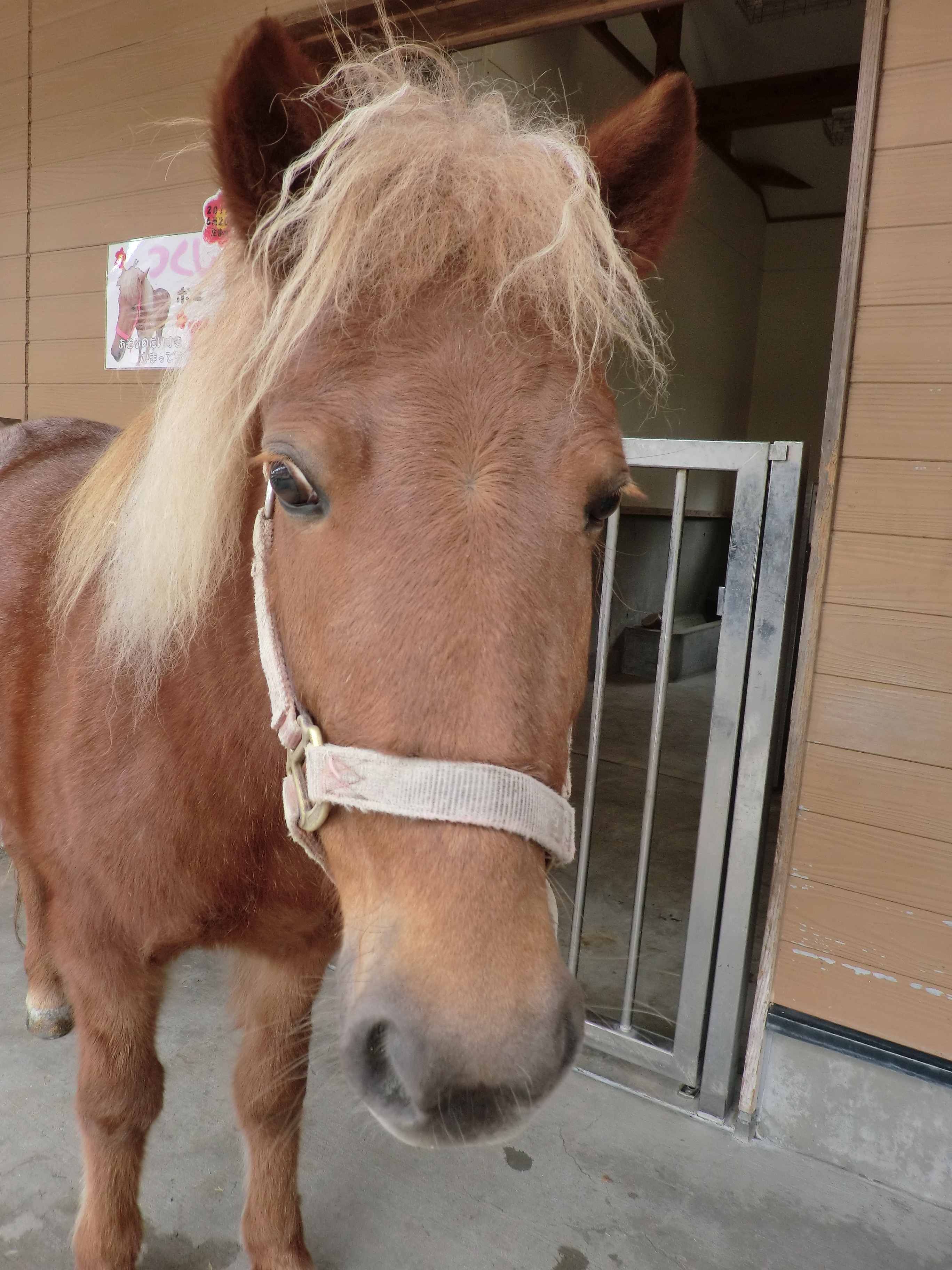 静岡市立日本平動物園 22 2 28 シェトランドポニーの飼育日誌 を更新しました ツクシ 馬場に出す 午前中よく走りまわる 日本平動物園 シェトランドポニー Nihondairazoo T Co Qkwowxys7e Twitter