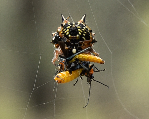 PatrickPigott1's tweet photo. Australian Jewel Spider in box-ironbark forest collecting 2 bugs at once. Someone else can ID these please? #macro_by_zoom #WildOz #spiders #boxironbark @TheTiny_Earth https://t.co/emDObG0WPy