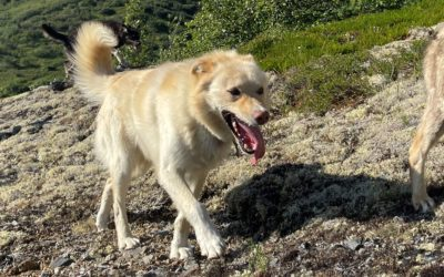 SledDogADay's tweet photo. Pink from Brent Sass's Wild and Free Mushing is the Sled Dog of the Day! Pink is a very happy boy who LOVES to be around people. Last year, he and Brent finished the Iditarod in 3rd place. Right now, he's currently in the lead with his friends and family, headed to Ruby! https://t.co/o4kGdRIsvh