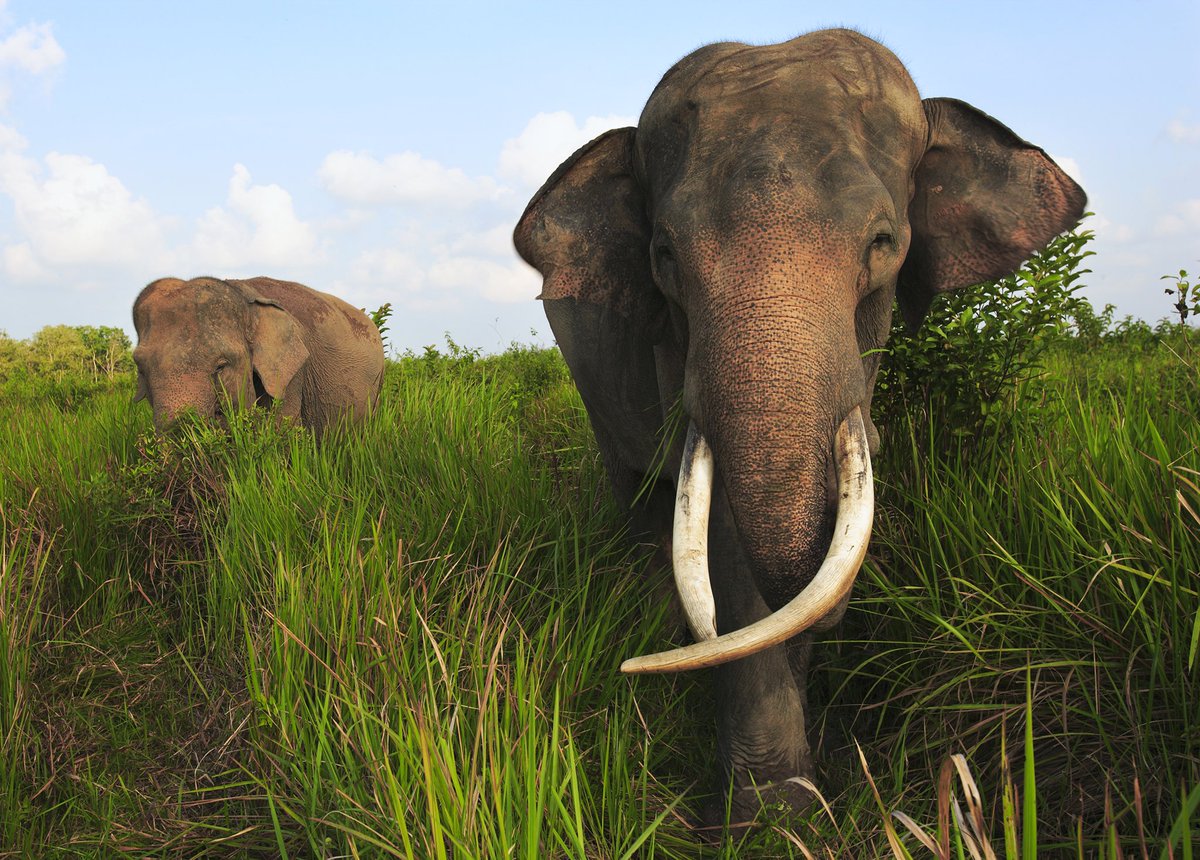 EmilianoJrA75's tweet photo. "frequency of elephant crop raids are likely exaggerated due to how severe the result of an elephant crop raid can be as well as government officials insuring and promising compensation to farmers when elephant crop raids occur (Naughton 65)."#39canimals https://t.co/hq6TPXSTGK https://t.co/fGmOTyOoBp