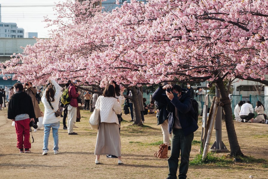 сакура цветет в россии. цветение сакуры в краснодаре. цветение сакуры в японии фото. цветение сакуры. в каком месяце цветет сакура.