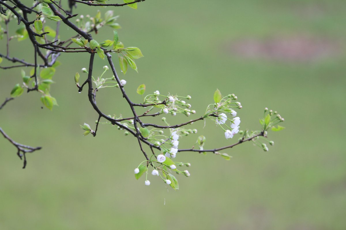 海棠未雨
梨花先雪
一半春休