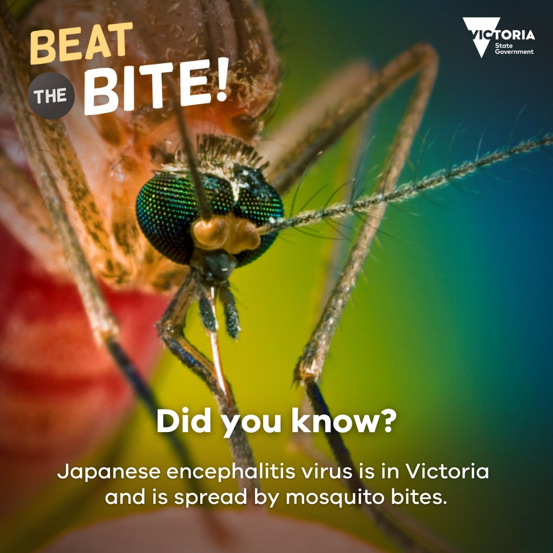 Agriculture Victoria on Twitter "Japanese encephalitis virus (JE virus