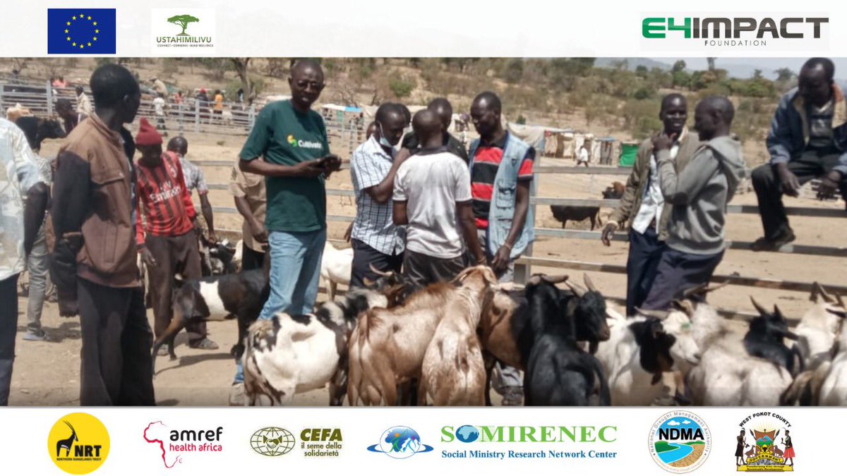 E4ICenterKenya's tweet photo. Under EU Funded Ustahimilivu Programme in West Pokot, E4Impact Foundation has supported six animal offtake Cooperatives &amp; LMAs. We linked them to a sustainable market where goat prices ranges between KES 5,000 – 5,500 eliminating farmers’ exploitation &amp; creating a 37.5% margin. https://t.co/apdFDwdzEN