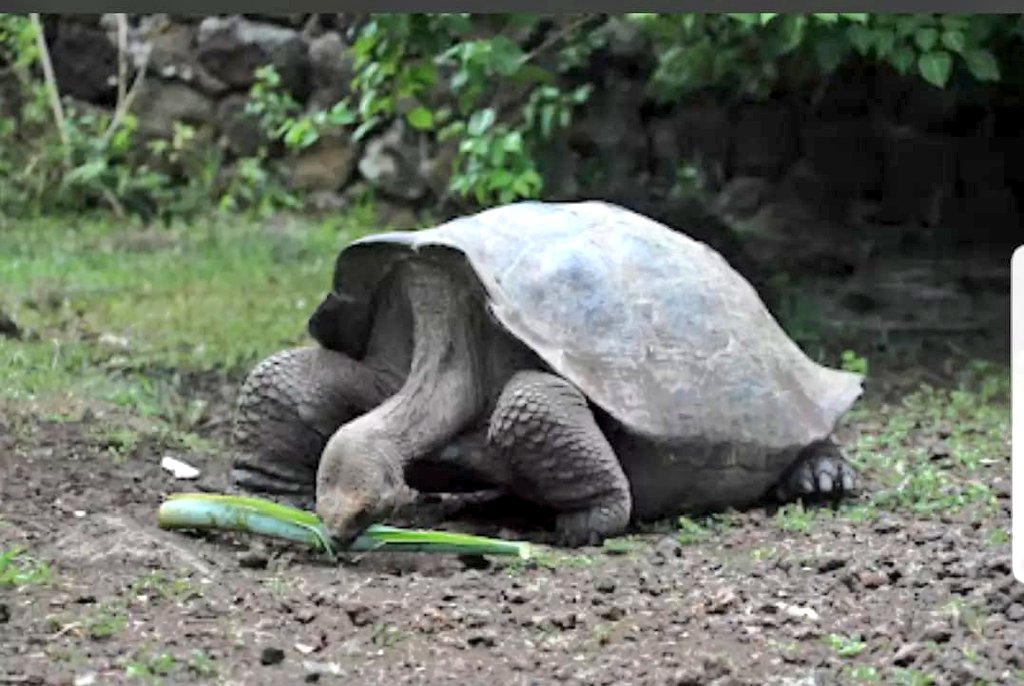 BOLETÍN | La especie de tortuga gigante que habita la isla San Cristóbal, hasta ahora conocida científicamente como Chelonoidis chathamensis, corresponde genéticamente a una especie diferente, que se creía extinta desde inicios del siglo XX. Lee más ↘️ m.facebook.com/story.php?stor…