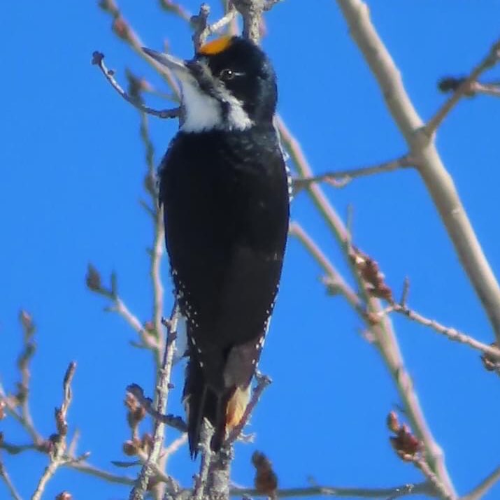 Timberdoodle20's tweet photo. And here the male and female Black-backed Woodpecker at #SaxSim Bog https://t.co/wvgF5q9Kzt