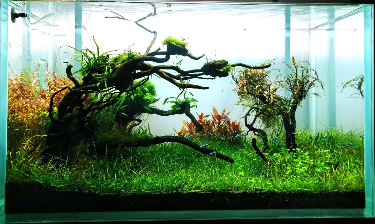 FishparadiseI's tweet photo. Planted setup | Fishparadise4| https://t.co/zNioxibhBf