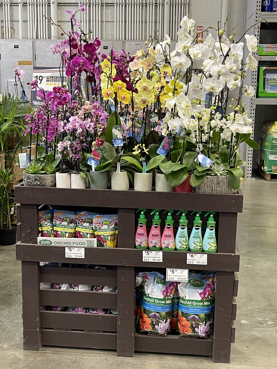 BomanMalcolm's tweet photo. Come get your orchids at your local Lowes stores in California! @BSedlatschek https://t.co/YI8lFEY95E