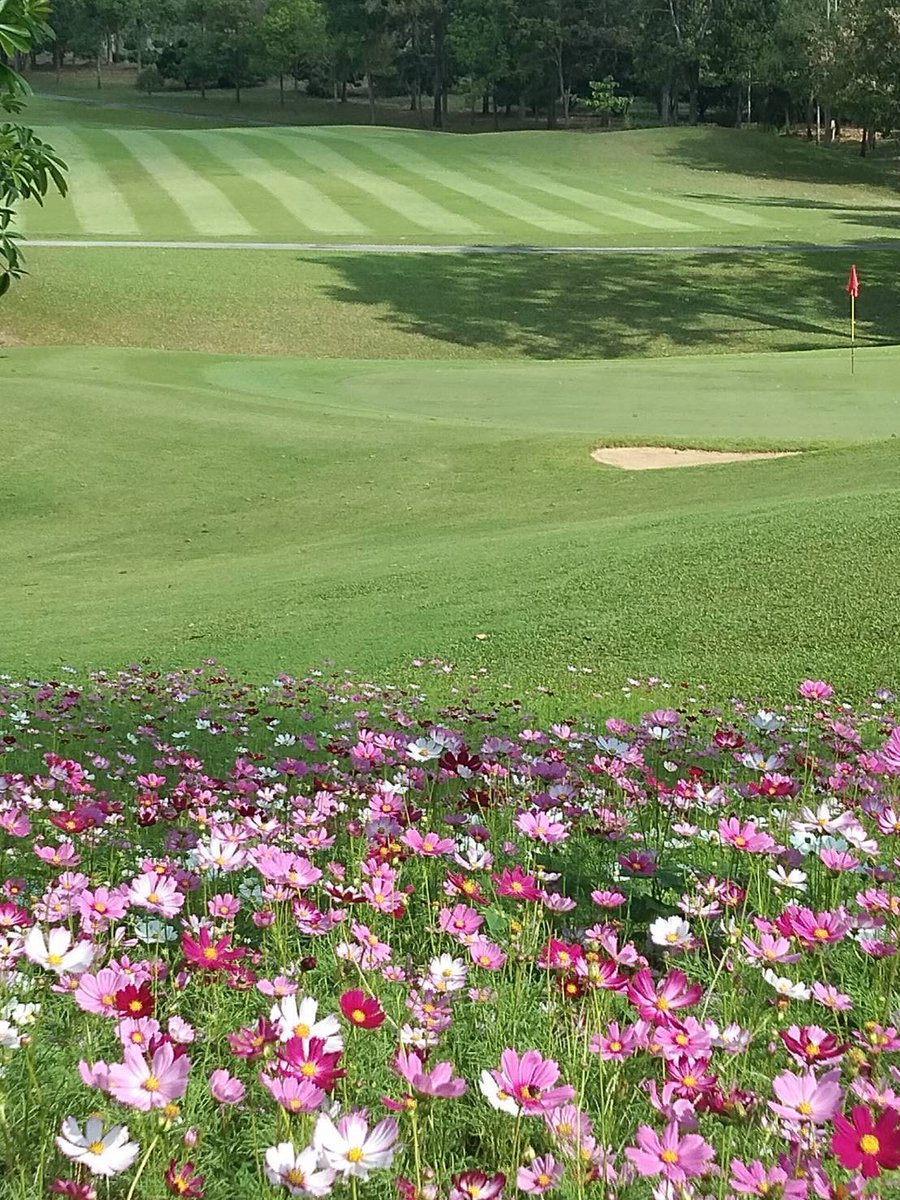 Chatrium's tweet photo. As the flowers bloom at Chatrium Golf Resort Soi Dao Chanthaburi, maybe your golf skills will too!
#chatriumsoidao #chatrium #feeltheremarkable https://t.co/LGF0RXjEXu