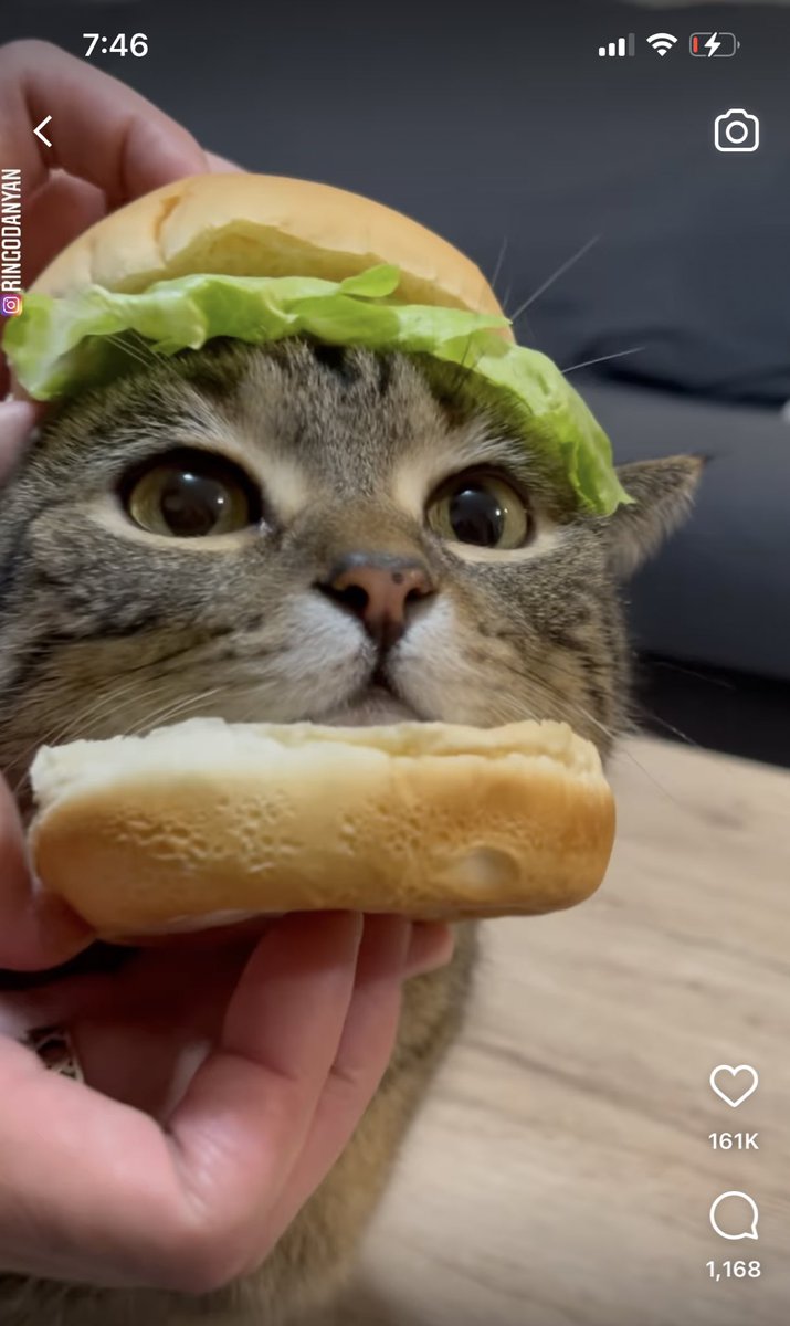 ||• kitten burger?