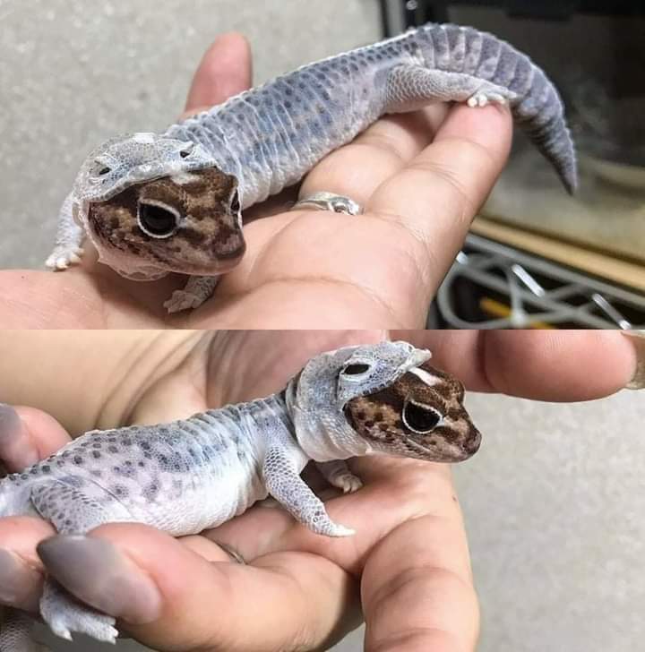 roise_mila's tweet photo. A Leopard Gecko shedding it's skin and it looks like he got a cute hoodie 😯 https://t.co/CRT9k0hhKY