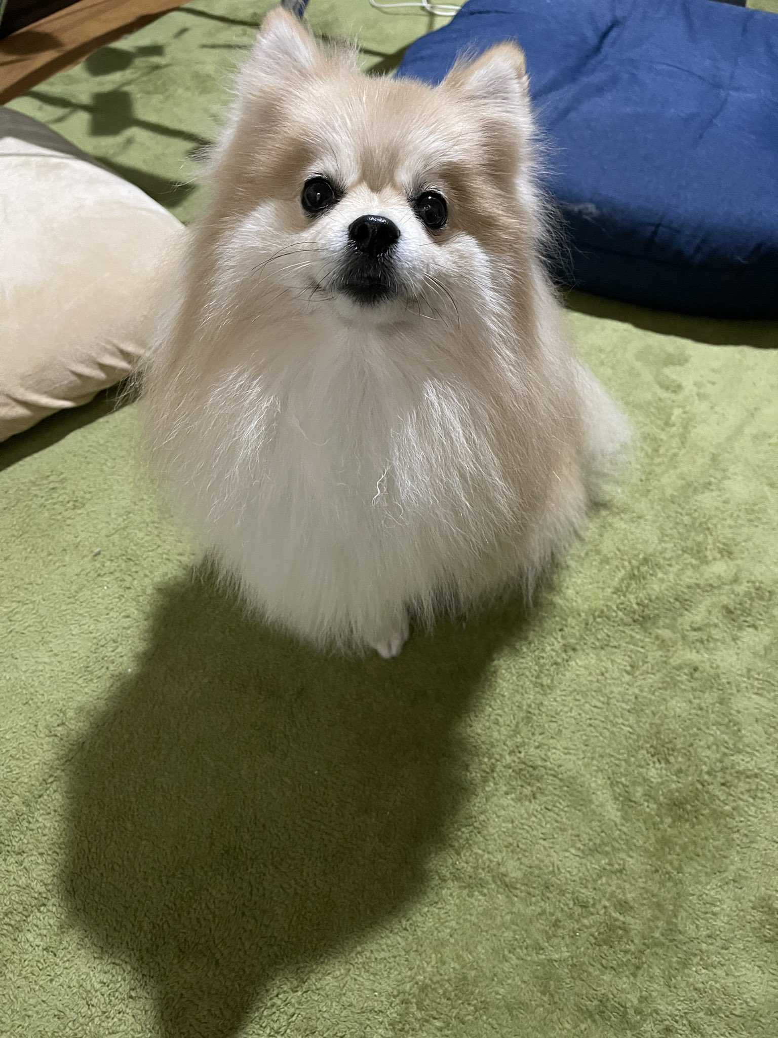 ココちゃん ココさんトリミング フワフワモコモコ笑 トトロみたい 笑 ポメラニアン トトロ 犬好きさんと繋がりたい T Co 3yciq9nsjx Twitter