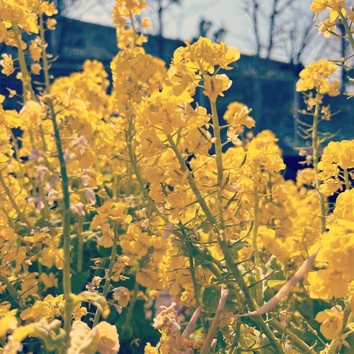 natchang_m's tweet photo. 春の準備が着々と。

All lives are getting ready for the coming season!! 

#春 #spring #春が来る #springiscoming 
#春が好き #ilovespring
#花 #flower #flowers #花が好き #iloveflowers #春の花 #springflowers #菜の花 #チューリップ #てんとう虫
#自然 #自然が好き #nature #ilovenature https://t.co/glaO90Qvnq