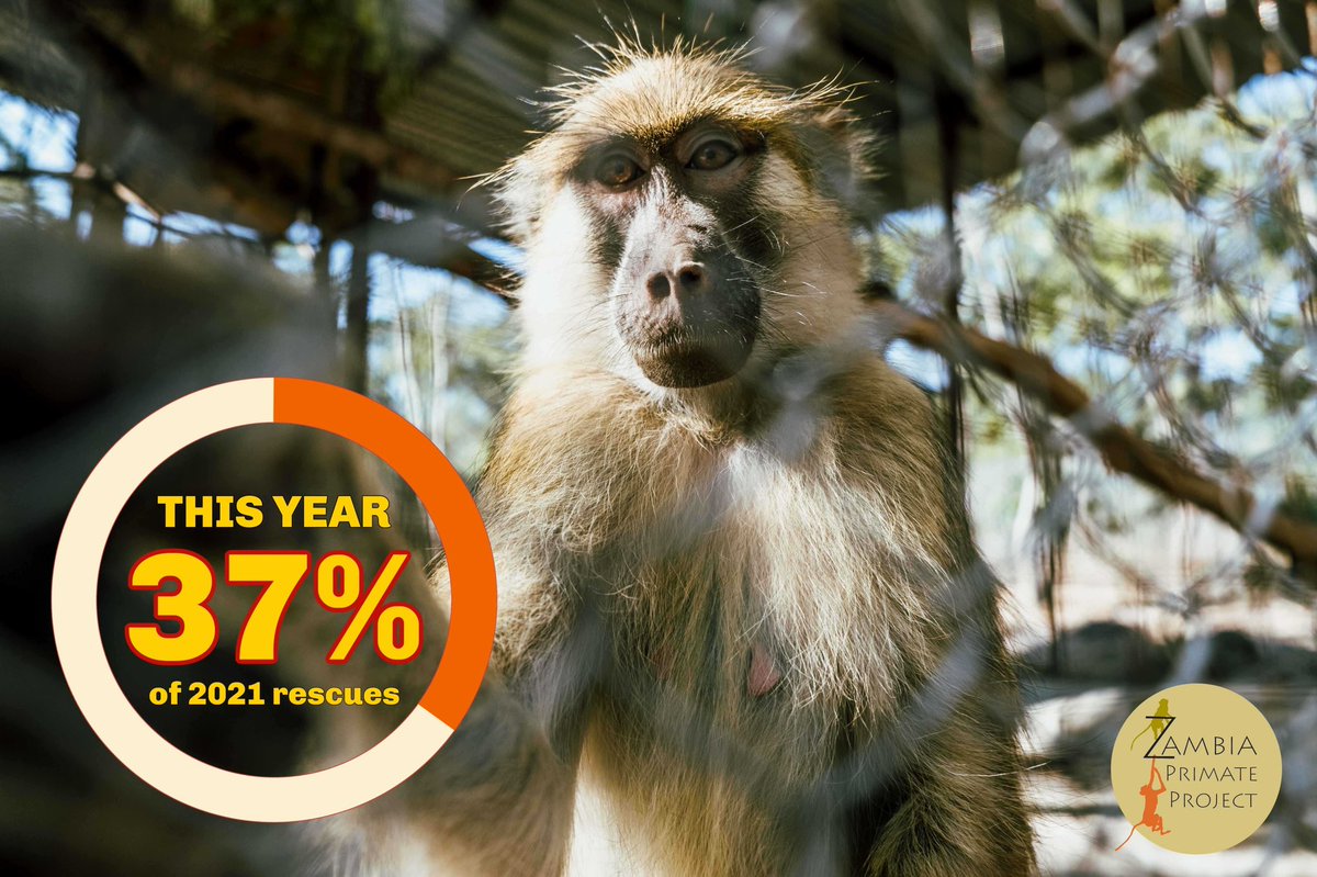 🔥This 2022, ZPP has rescued 11 primates from the illegal trade, being 37% of 2021 total rescues! A number that will significantly grow due to our Rescue Team confiscations during this 2022 until our vervet release at the end of the year. Consider supporting ZPP 💖🐒