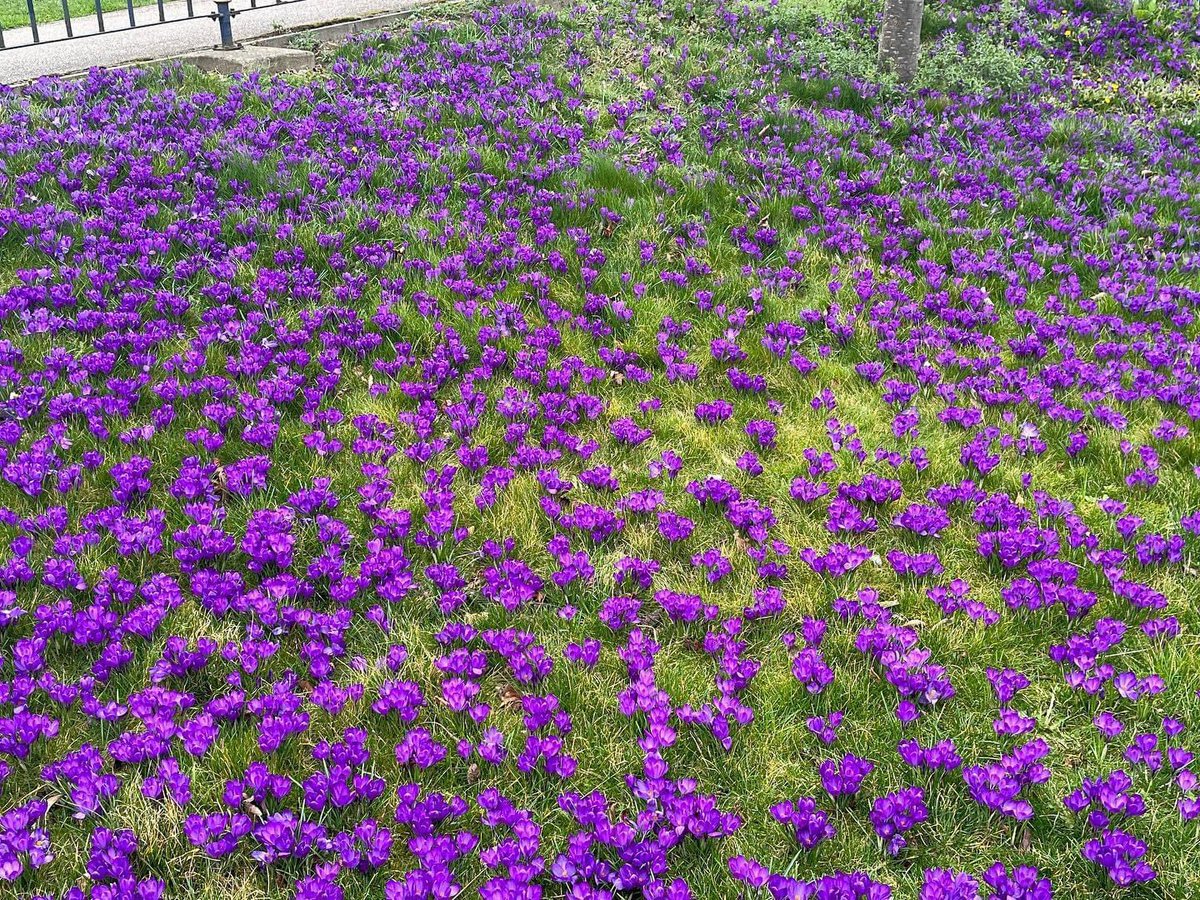 MeltonRotaryEnt's tweet photo. Last October, to mark World Polio Day the Melton Aurora Rotary Club planted another 3000 purple crocus bulbs on Station Approach, next to the Council offices. And what a Spring display it has created! @BloomMelton @MeltonBid @MeltonBC https://t.co/kJbXiR8fsZ